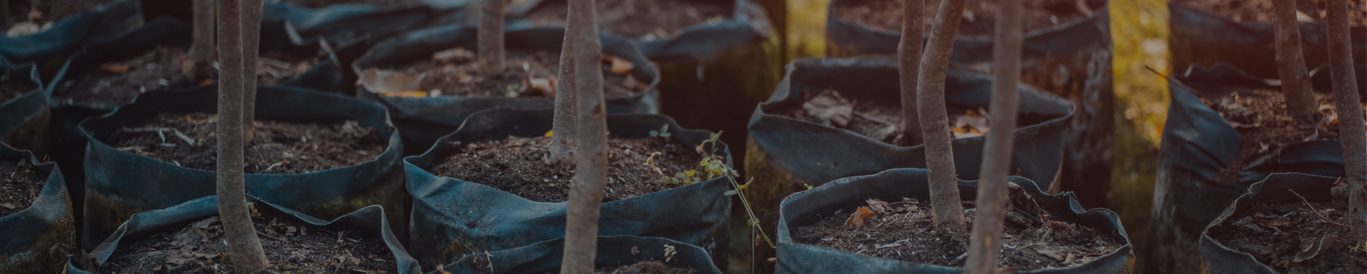 plants for transfer